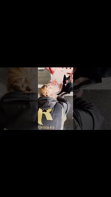 German Shepherd Tinder Valentines Shoot...