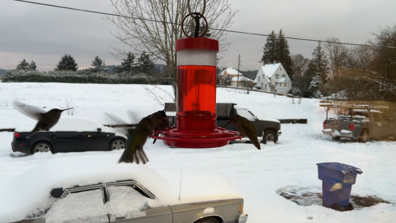 Hungry Hummingbirds