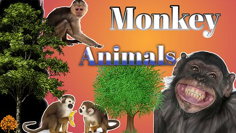 Monkeys_Beautiful_Scenes_funny