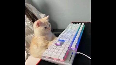 gamer cat!!!