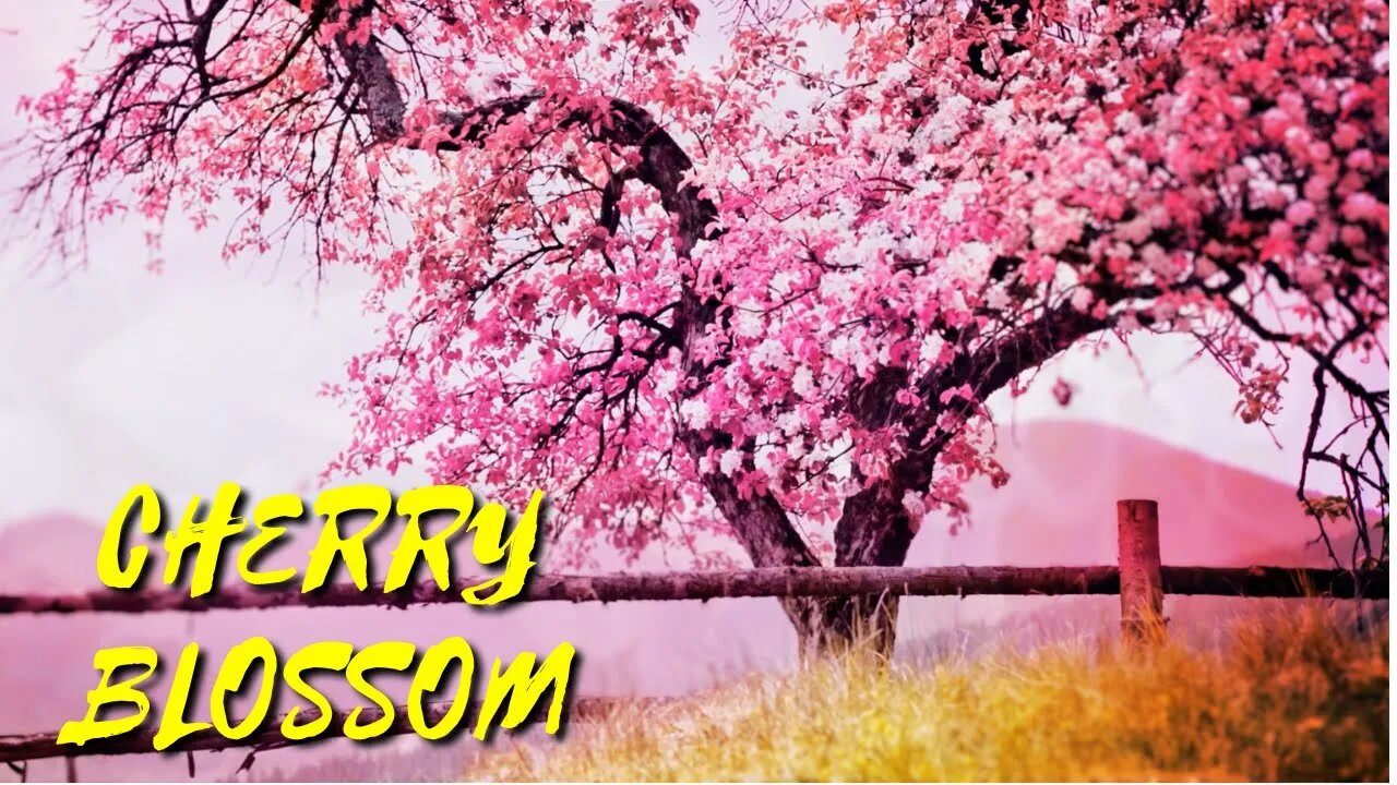 Cherry Blossom – Filo Starquez Hip Hop & Rap Music [FreeRoyaltyBGM]