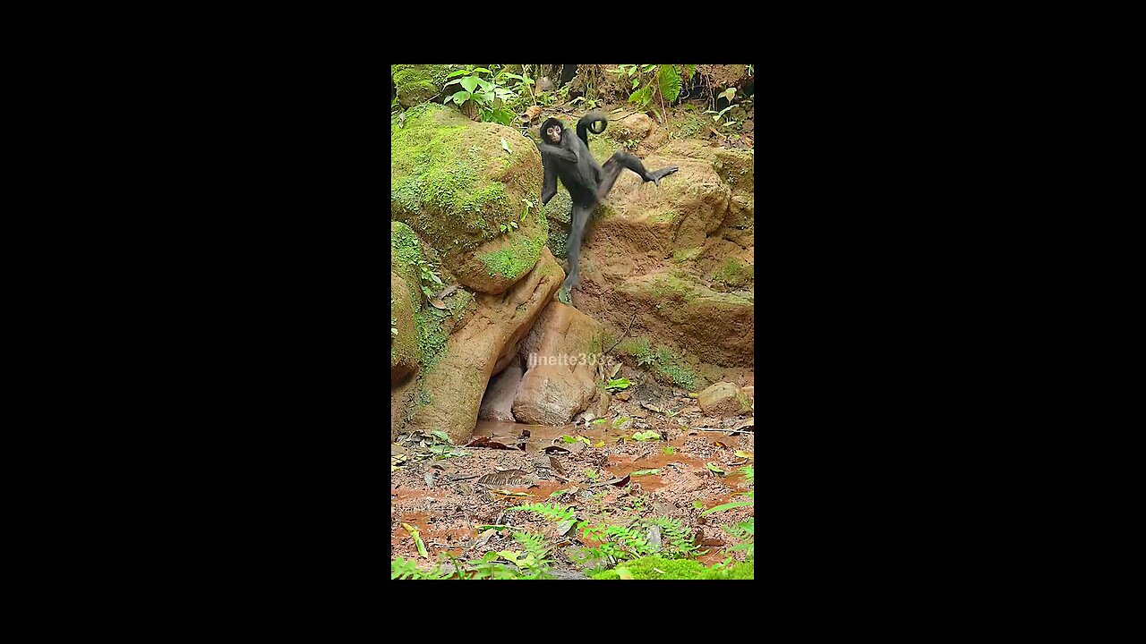 spider monkey