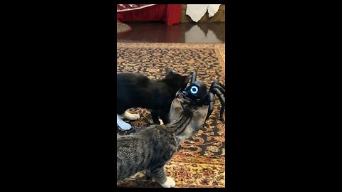 Tech Spider Vs Cat