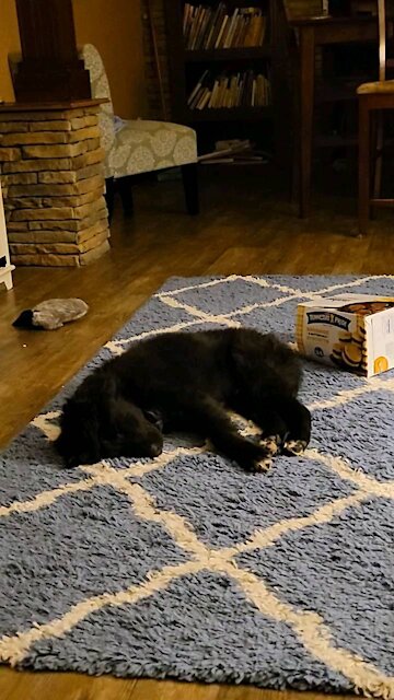 Zeus tired from chasing children