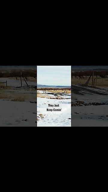 They just keep coming! Winter Range cow elk! #elk #elkhunting #winterrange #wyoming #shortsvideo