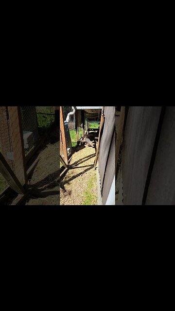 More Turkeys! #foodsecurity #homesteading