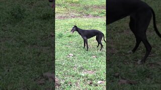 Disabled greyhound on a happy walk