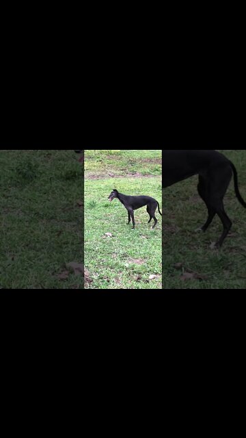 Disabled greyhound on a happy walk