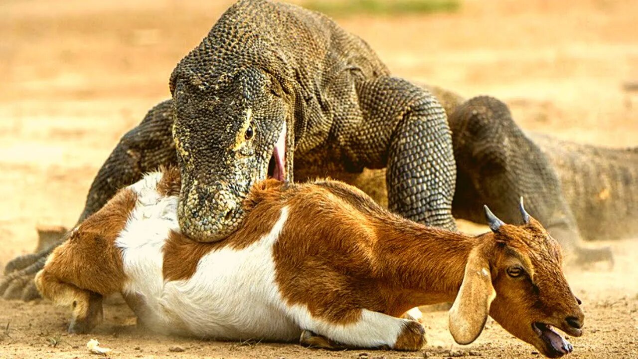 Top 10 Moments Komodo Dragon Swallows Whole Goat.