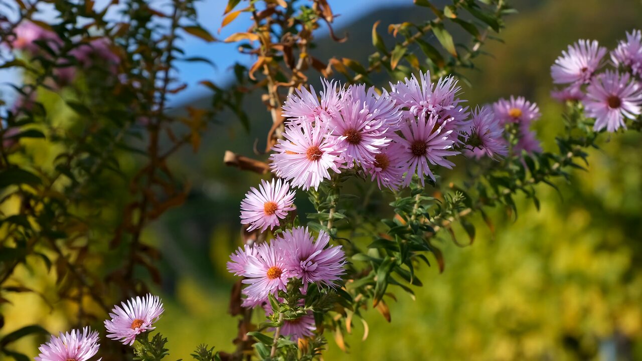 "The Radiant Charm of Asters"