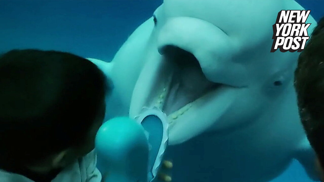 Boo! Playful beluga whale tries to scare kids