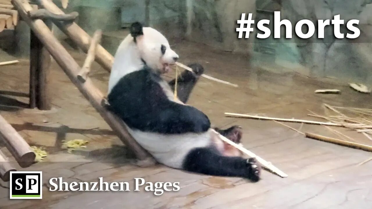 Panda at Shenzhen Safari Park