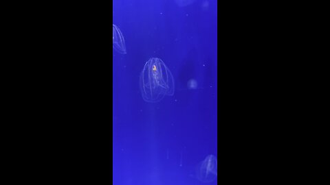 Jellyfish