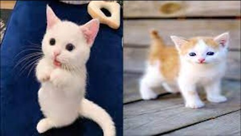The most beautiful and fluffy cats 2021