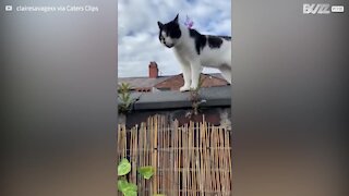 Vídeo inédito mostra conversa entre dois gatos