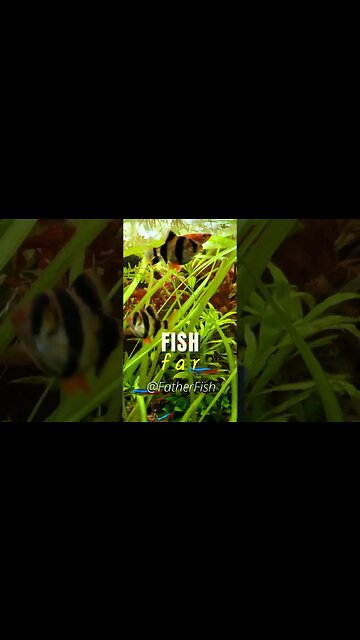 STOP Changing Water in your Aquarium