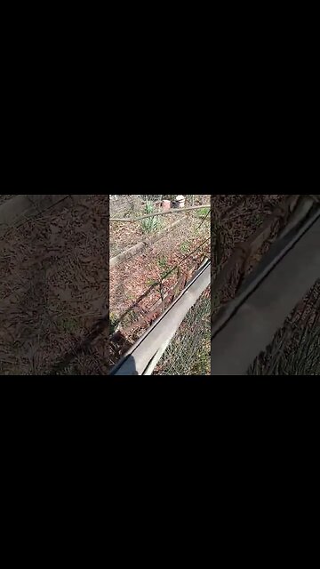 asparagus #gardening