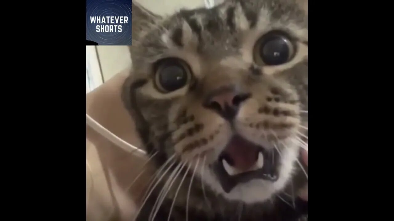 Cat has a hilarious reaction to being kissed on the cheek #shorts #cat #funny #surprise