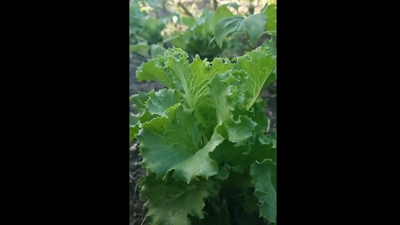 Gardening in the Caribbean with Marcia Weekes - No.3