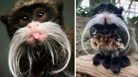 Such a gorgeous mustache! 😷👍👏❤️