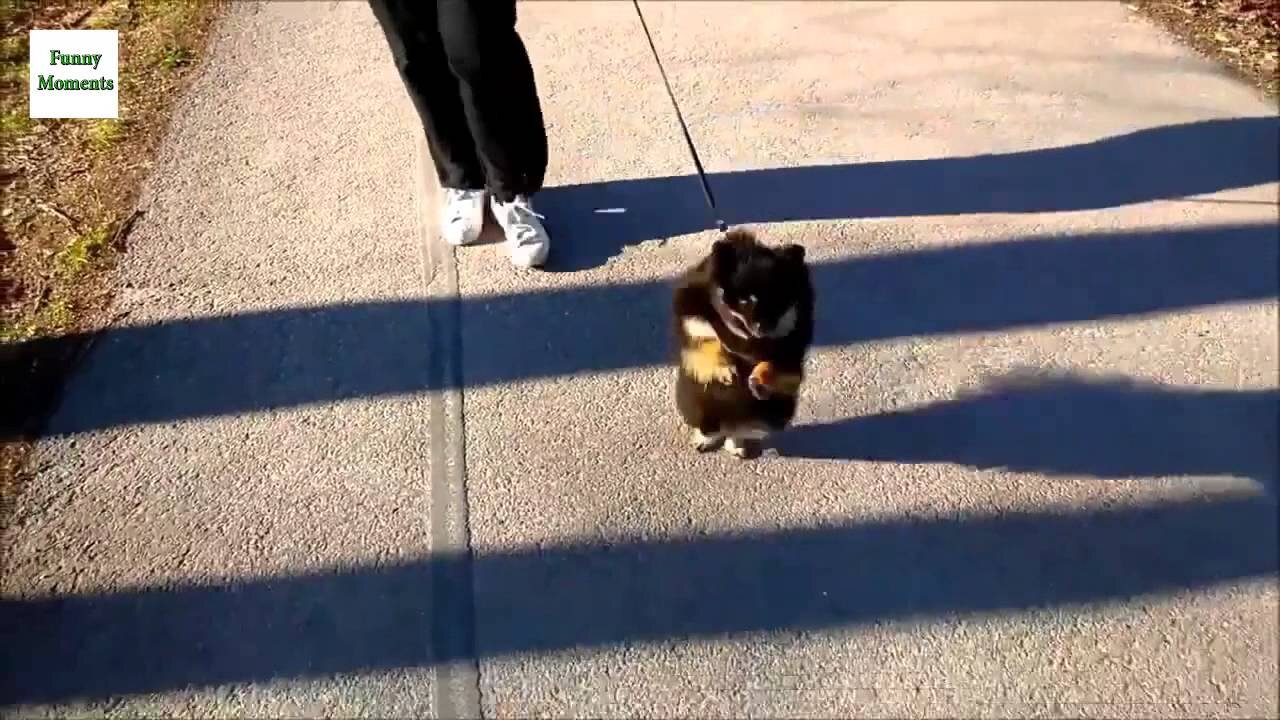 πCuteππ and Funny Dogs Videos Compilation so Lovely