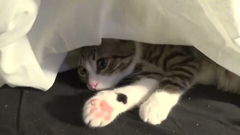 The Ghost Cat