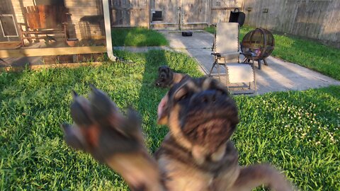 Easter play time Cane Corso