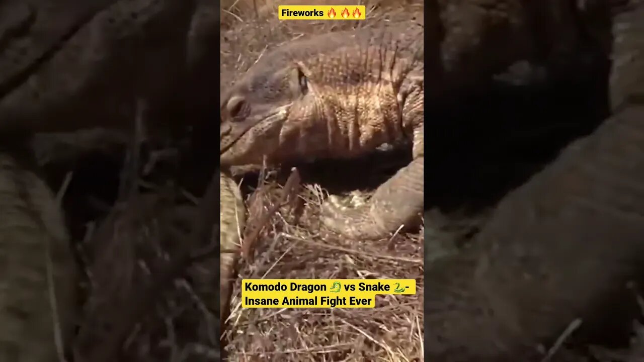 Komodo Dragon 🐉 vs Snake 🐍- Insane Animal Fight Ever #shorts #animals #komodo #snake #wildlife