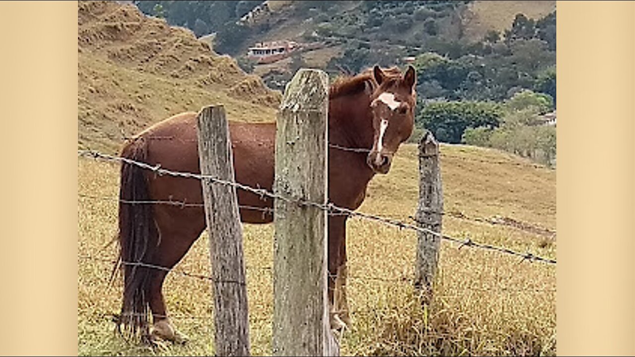 ANIMAIS DOMÉSTICOS - I