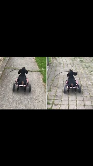 Inspiring dog won't let anything stop her from what she loves