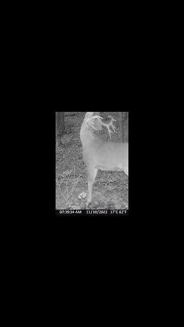 Big nontypical buck shows breeding aggression, special golden estrus scrape dripper (vol. up at end)