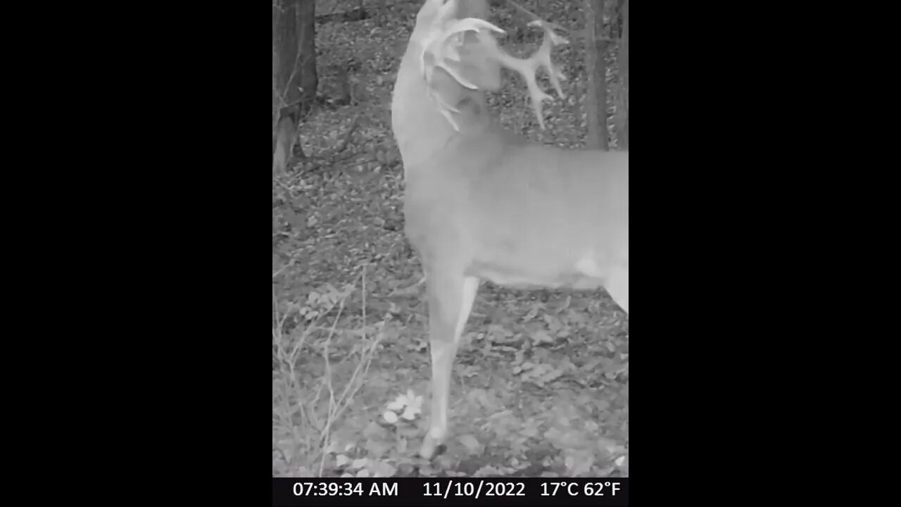 Big nontypical buck shows breeding aggression, special golden estrus scrape dripper (vol. up at end)