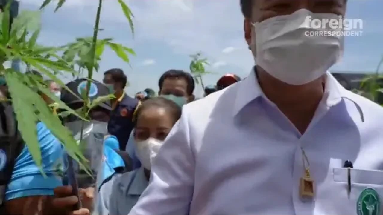 Is Thailand the New Weed Capital of the World Foreign Correspondent ~~~~~ 11