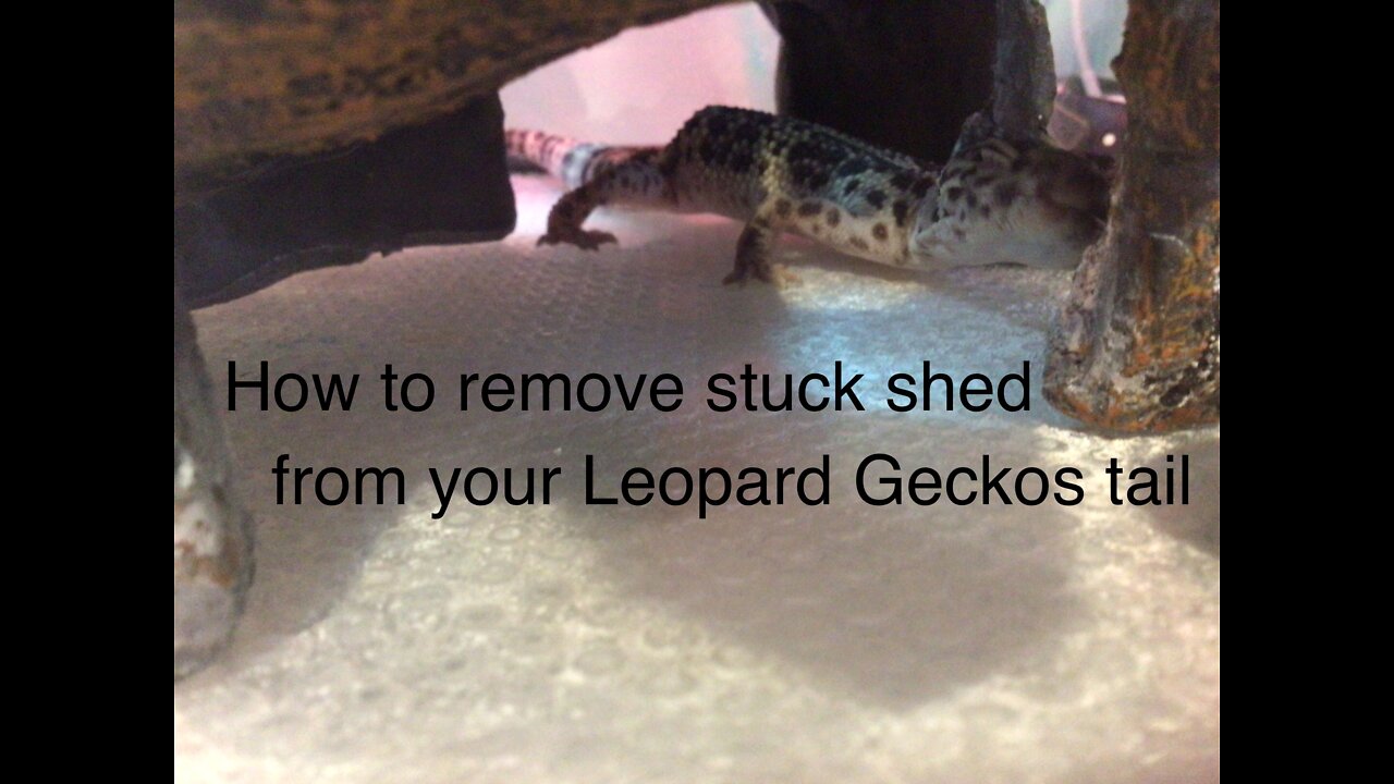 How to remove stuck shed from your Leopard Gecko's tail