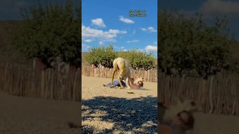 aww so cute Video By ranchograndeojai #Shorts