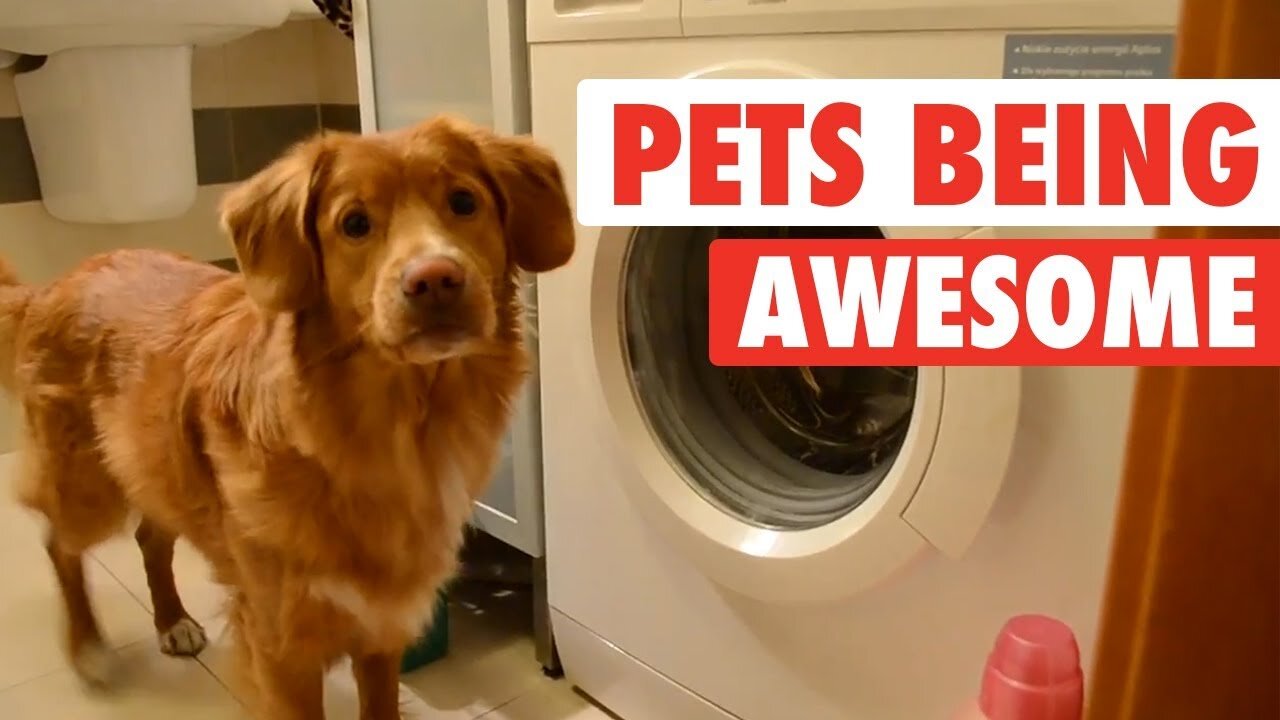 Pets Are Awesome!