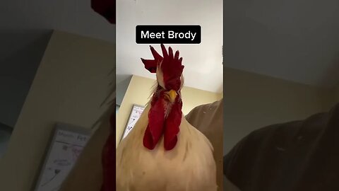 Meet Brody #not3dprinting #chickens #shorts #short