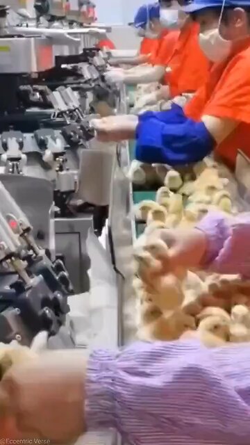 What’s going on here? Poor chicks.