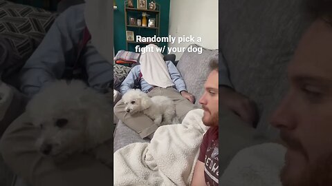 Randomly Pick a Fight w/ Your Dog #shorts