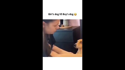 Girls Dog VS Boys Dog