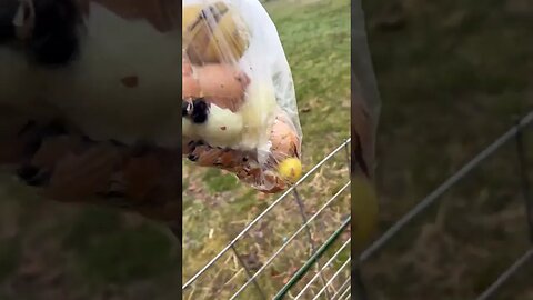 Feeding the animals a night time snack on this rainy day #kunekune #chickens #youtubeshorts