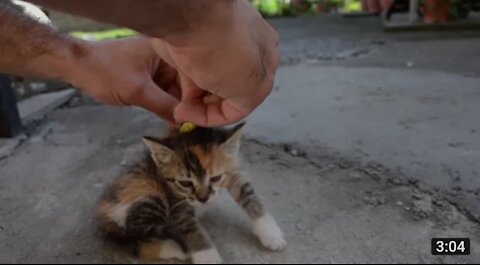 HOW TO EASILY DEACTIVATE A CAT FAST