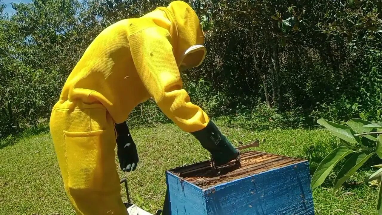 carioca e não carioca muito triste vou tira as abelhas do apiario carioca 1