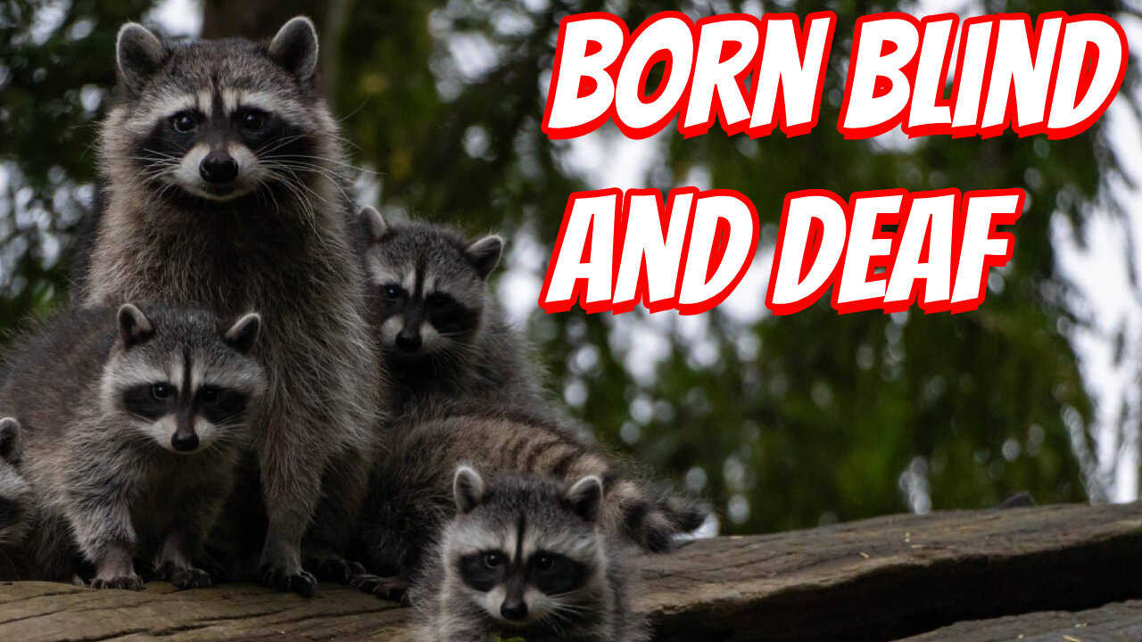 The Cutest Baby Raccoons!