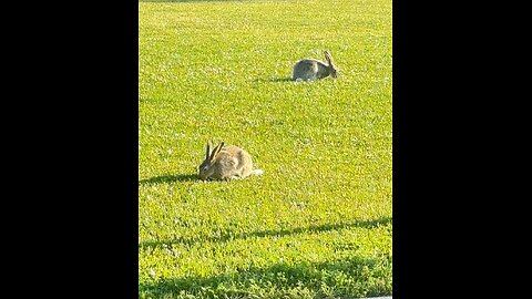 #bunny#grass#food#facebook#