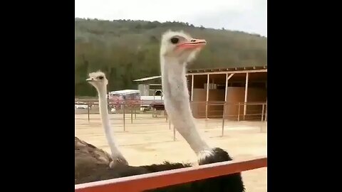 ostrich