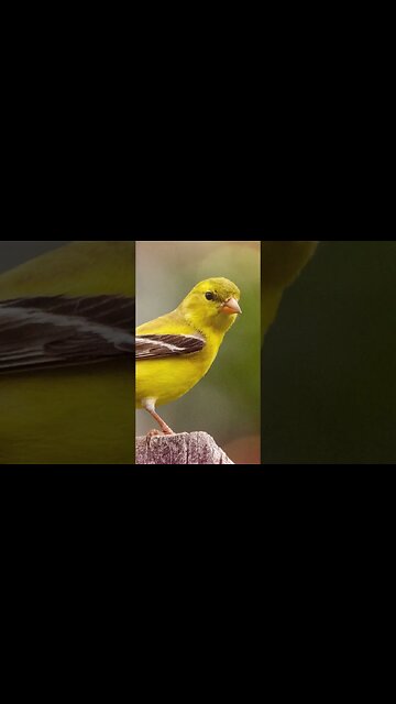 1 Minute Meditation I EMBRACE A PROSPEROUS LIFE #shorts #youtubeshorts #1minutemeditation #birdsound