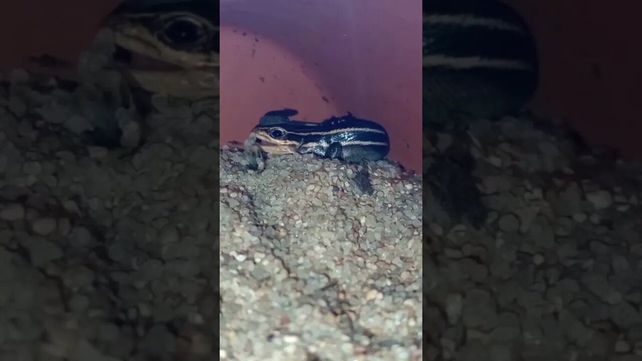 SPEEDY THE ADORABLE SKINK (10/19/23)