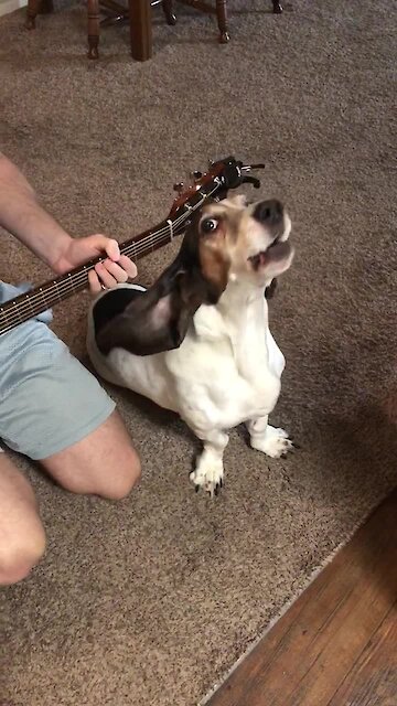 Hound Dog Sings Along To Elvis