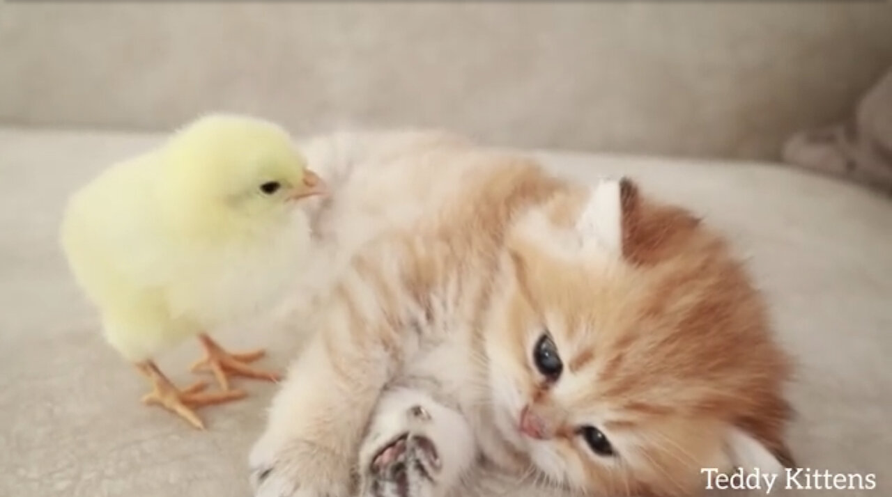 Kitten sleeps sweetly with the Chicken 🐥